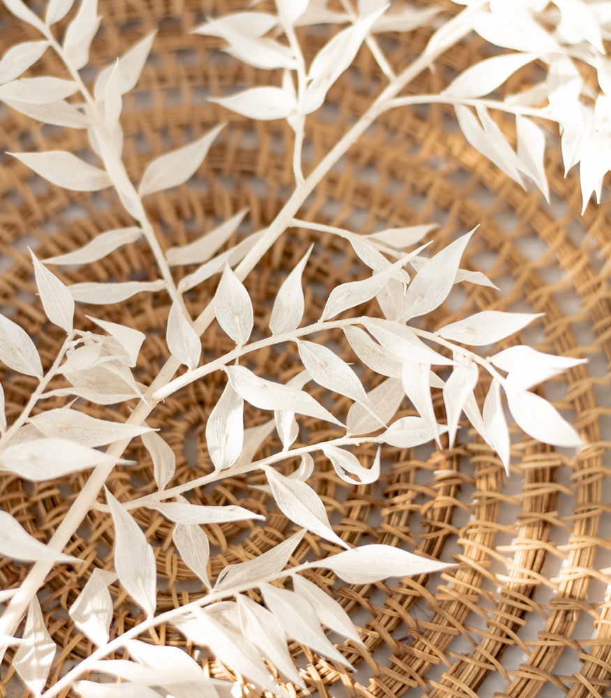 Getrockneter Ruscus in weiß, Bund 5 Stiele - Trockenblumen -> Sorten von mahina