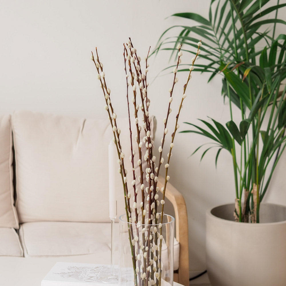 Weidenkätzchen/Salix Bund, 120cm in natur - Trockenblumen -> Sorten von mahina