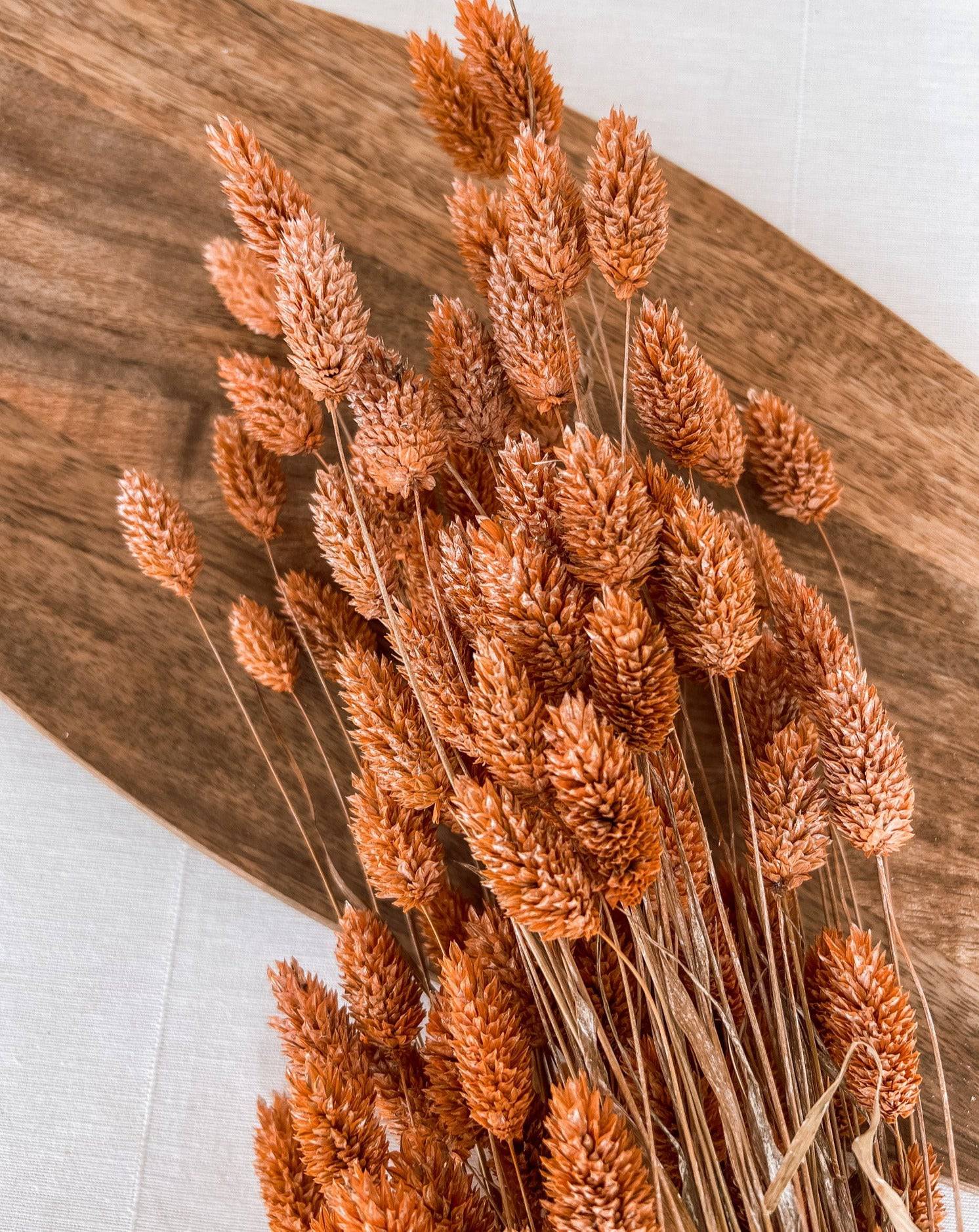 Getrockneter Phalaris in orange, Bund 200g / 10 Stück 5-10g - mahina