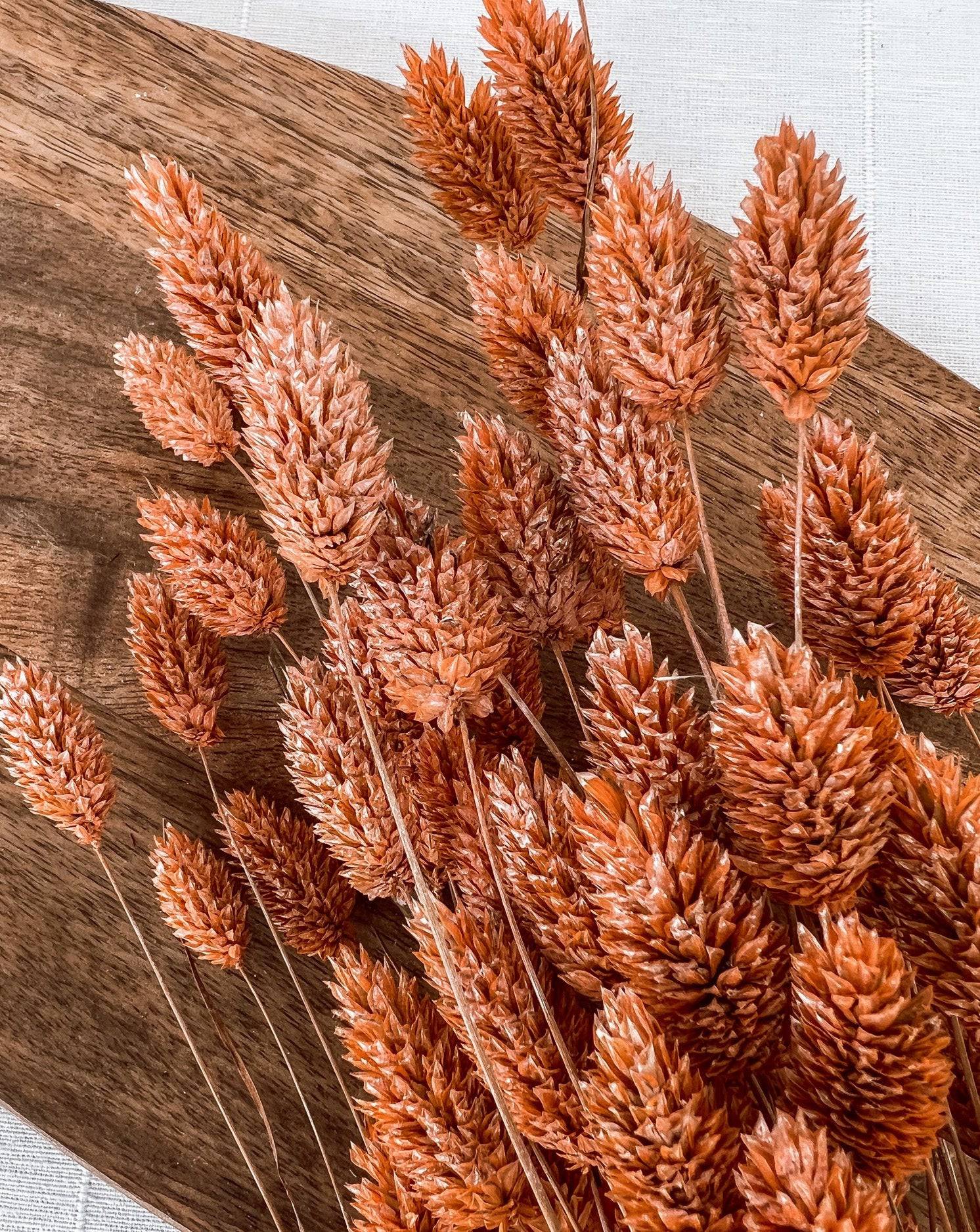 Getrockneter Phalaris in orange, Bund 200g / 10 Stück 5-10g - mahina