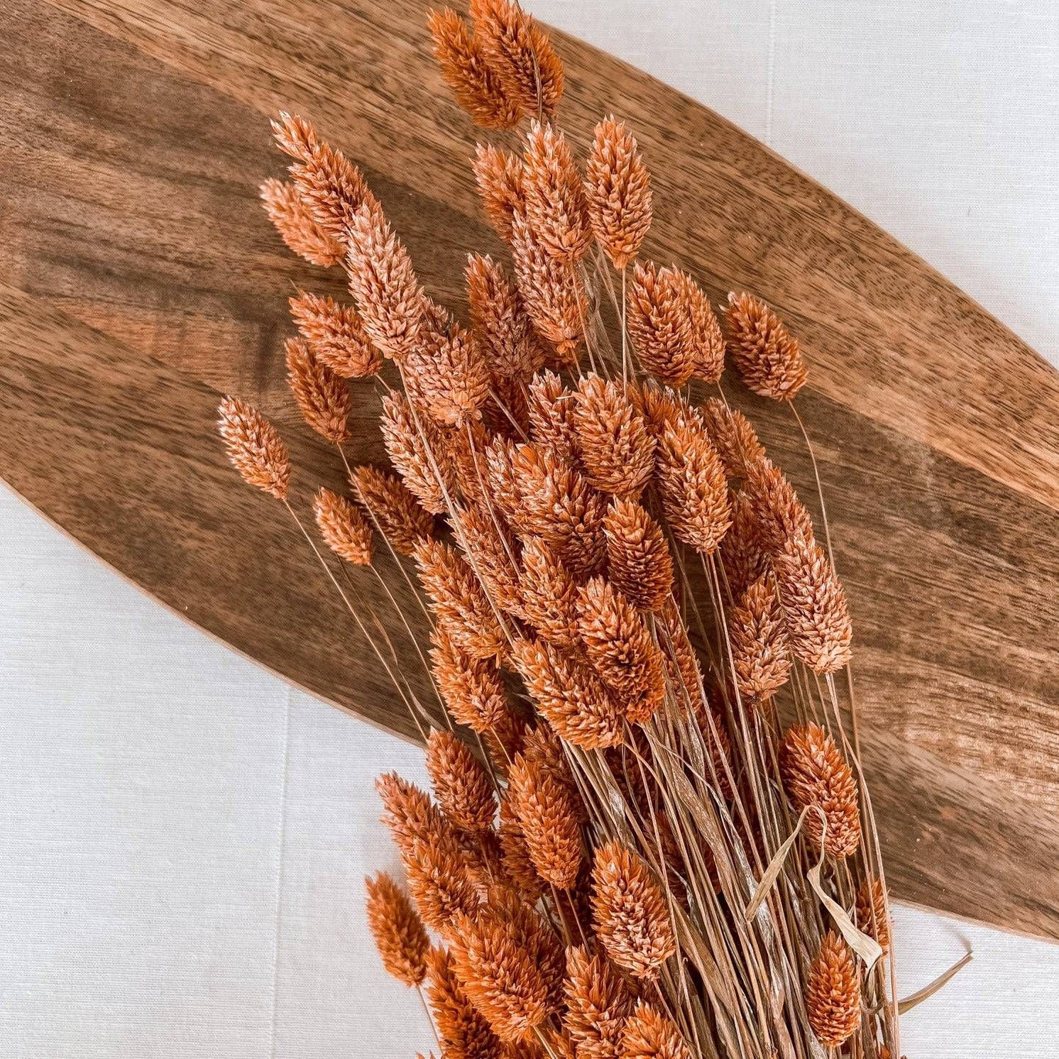 Getrockneter Phalaris in orange, Bund 200g / 10 Stück 5-10g - mahina