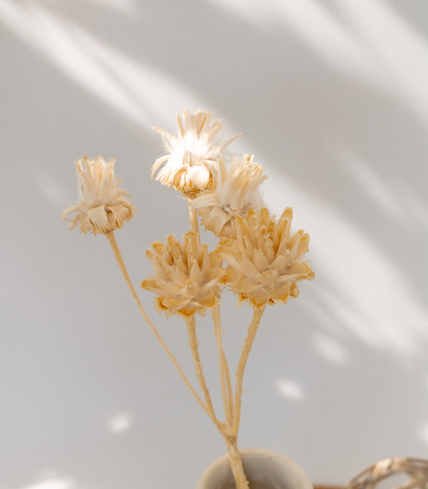 Getrocknete Plumosum in creme, 2 Zweige mit 5 Köpfen - Trockenblumen -> Sorten von mahina