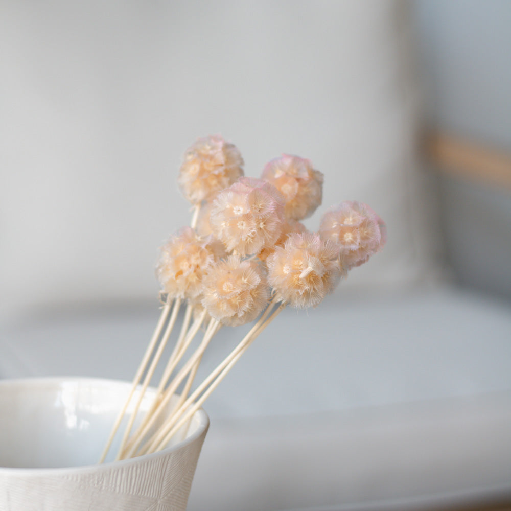 Getrocknete Scabiosa 10 Stk. 35cm, light pink - Trockenblumen -> Sorten von mahina