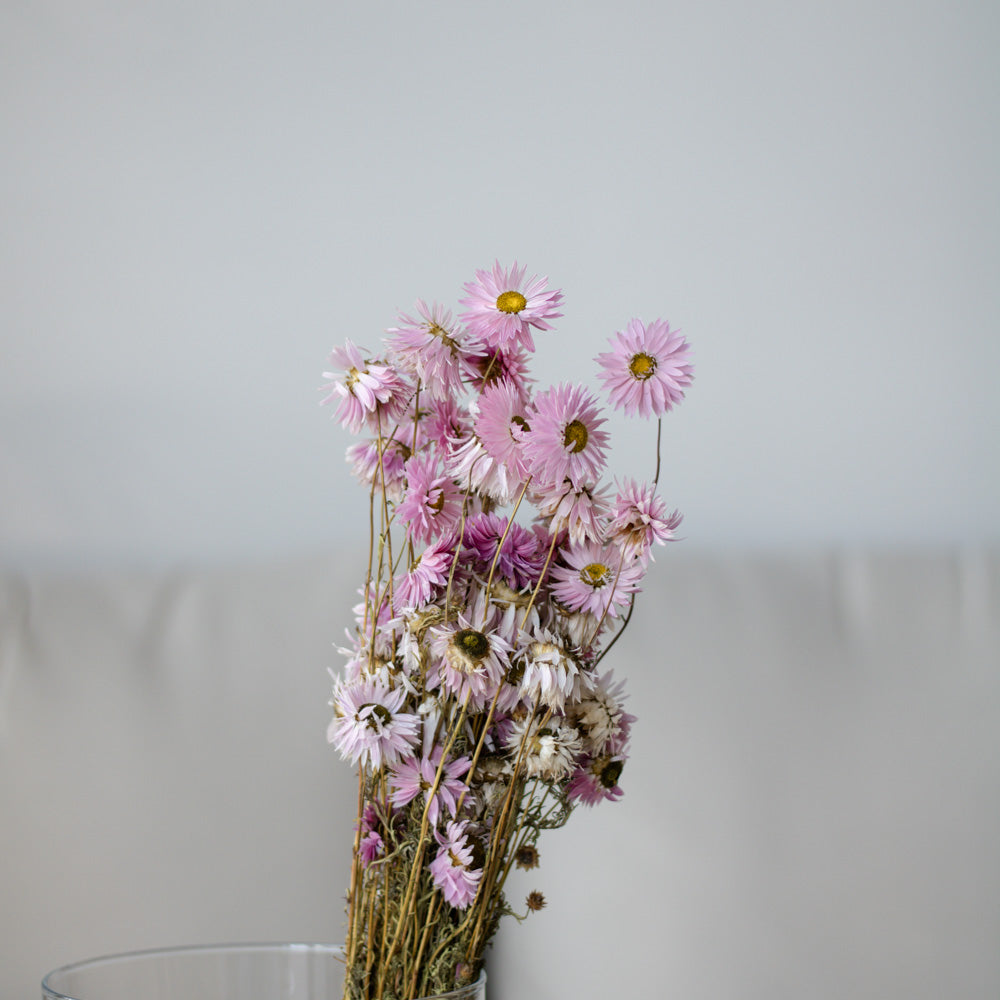 Getrocknete Strohblume Acroclinium 100g 45cm, pink - Trockenblumen -> Sorten von mahina