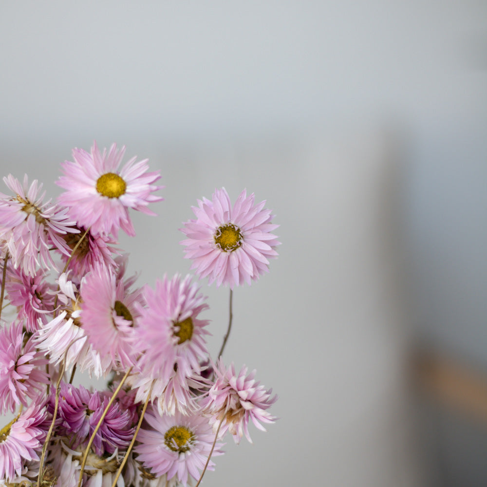 Getrocknete Strohblume Acroclinium 100g 45cm, pink - Trockenblumen -> Sorten von mahina