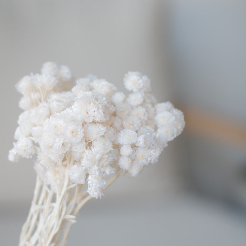 Getrocknete Strohblumen Immortellen 50g L35 , weiß - Trockenblumen -> Sorten von mahina