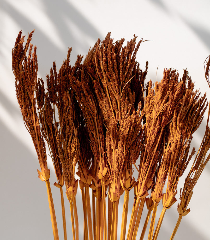 Getrocknete Umbrella Sedge in orange, Bund 50g - Trockenblumen -> Sorten von mahina