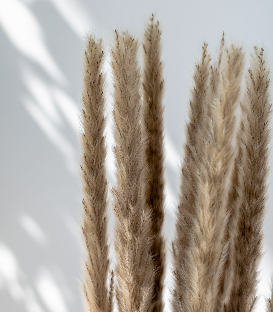 Getrockneter Fluffy Pampasgras, Bund 13 Stiele - Trockenblumen -> Sorten von mahina
