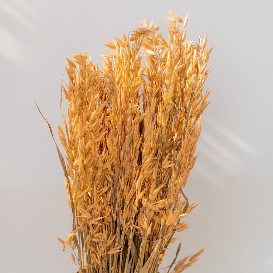 Getrockneter Hafer in orange, Bund 60cm - Trockenblumen -> Sorten von mahina