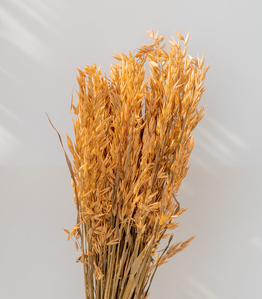 Getrockneter Hafer in orange, Bund 60cm - Trockenblumen -> Sorten von mahina