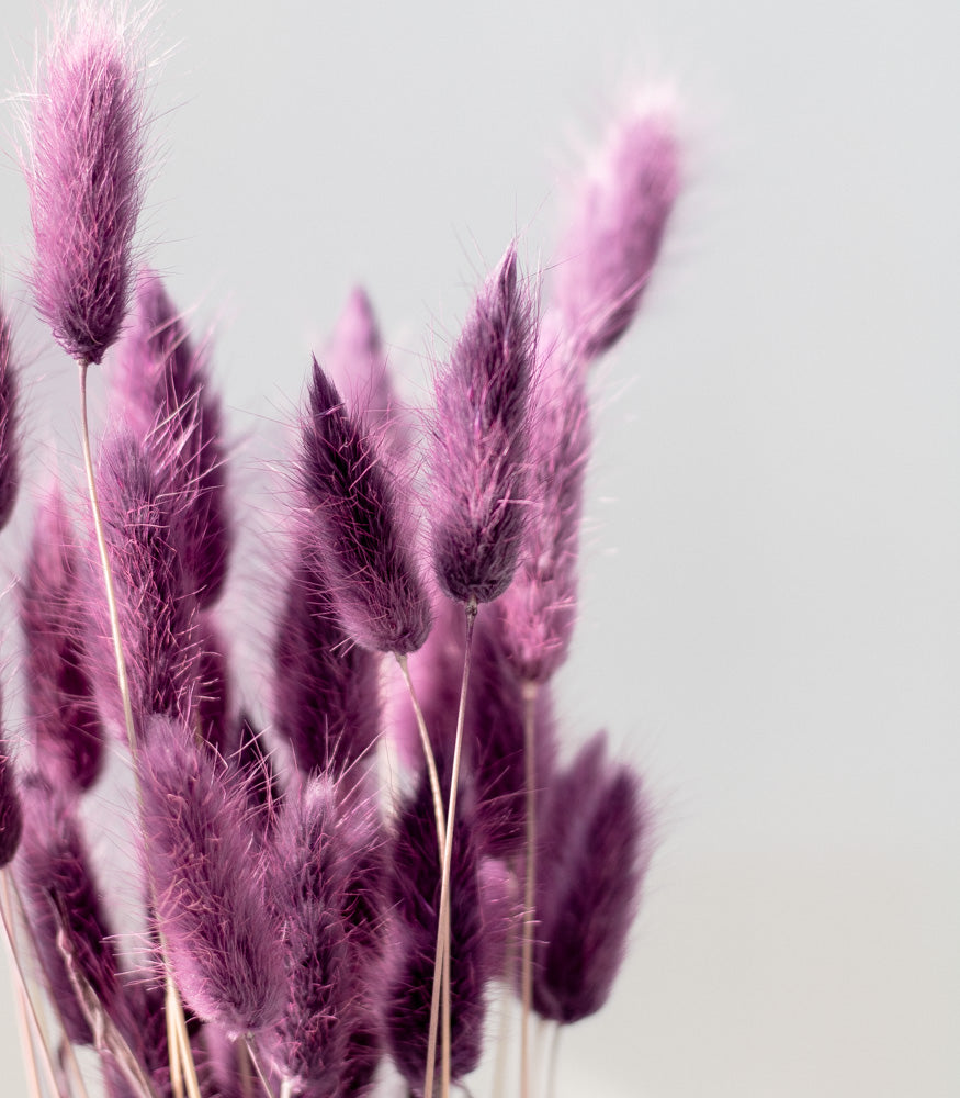 Getrockneter Lagurus in lila, Bund 50g - Trockenblumen -> Sorten von mahina