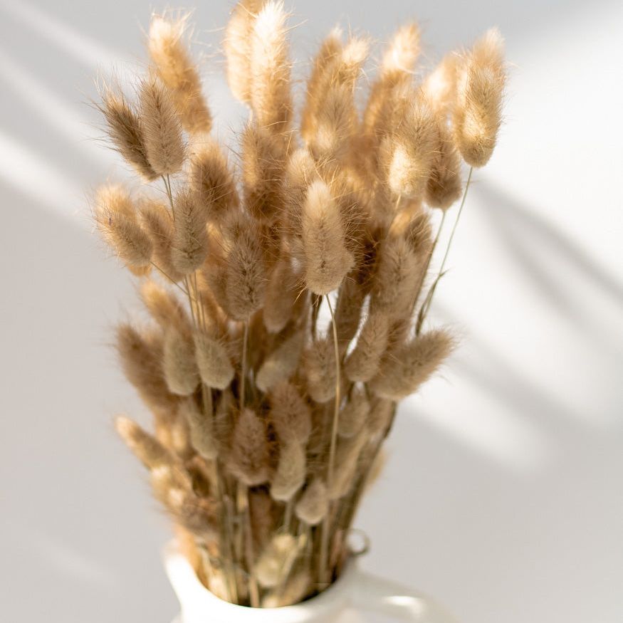 Getrockneter Lagurus in natur, Bund 100g - Trockenblumen -> Sorten von mahina