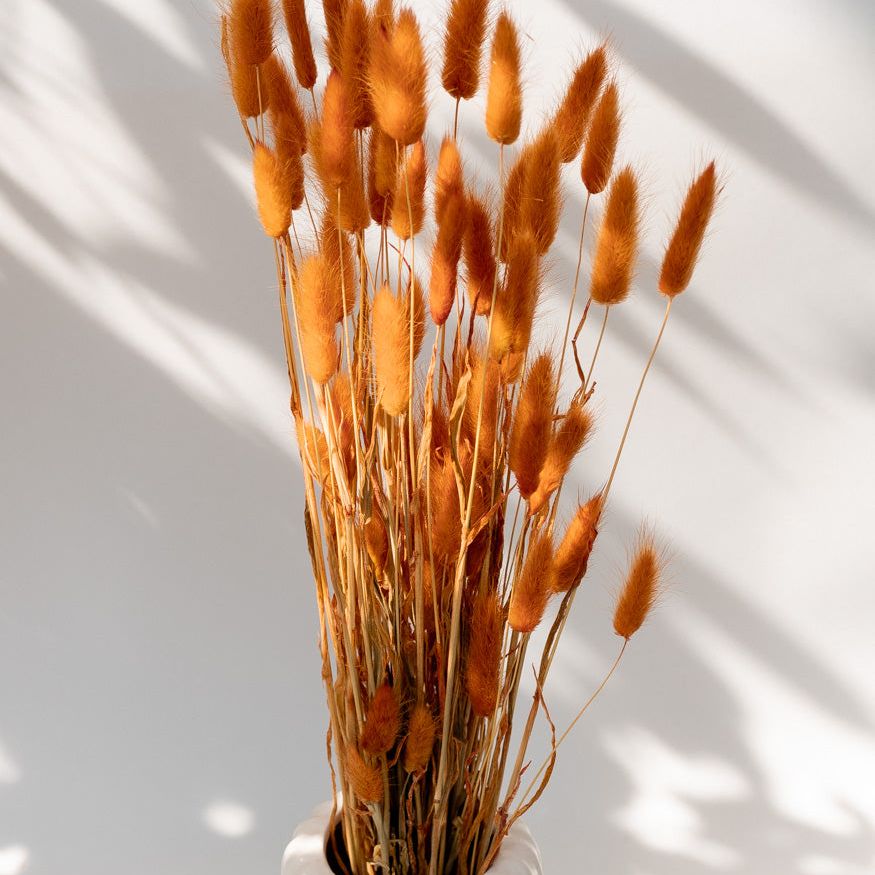 Getrockneter Lagurus in orange, Bund 50g - Trockenblumen -> Sorten von mahina