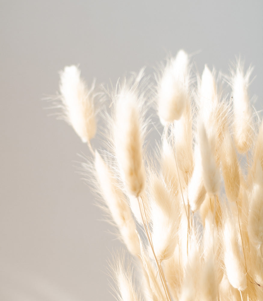 Getrockneter Lagurus in weiß, Bund 100g - Trockenblumen -> Sorten von mahina