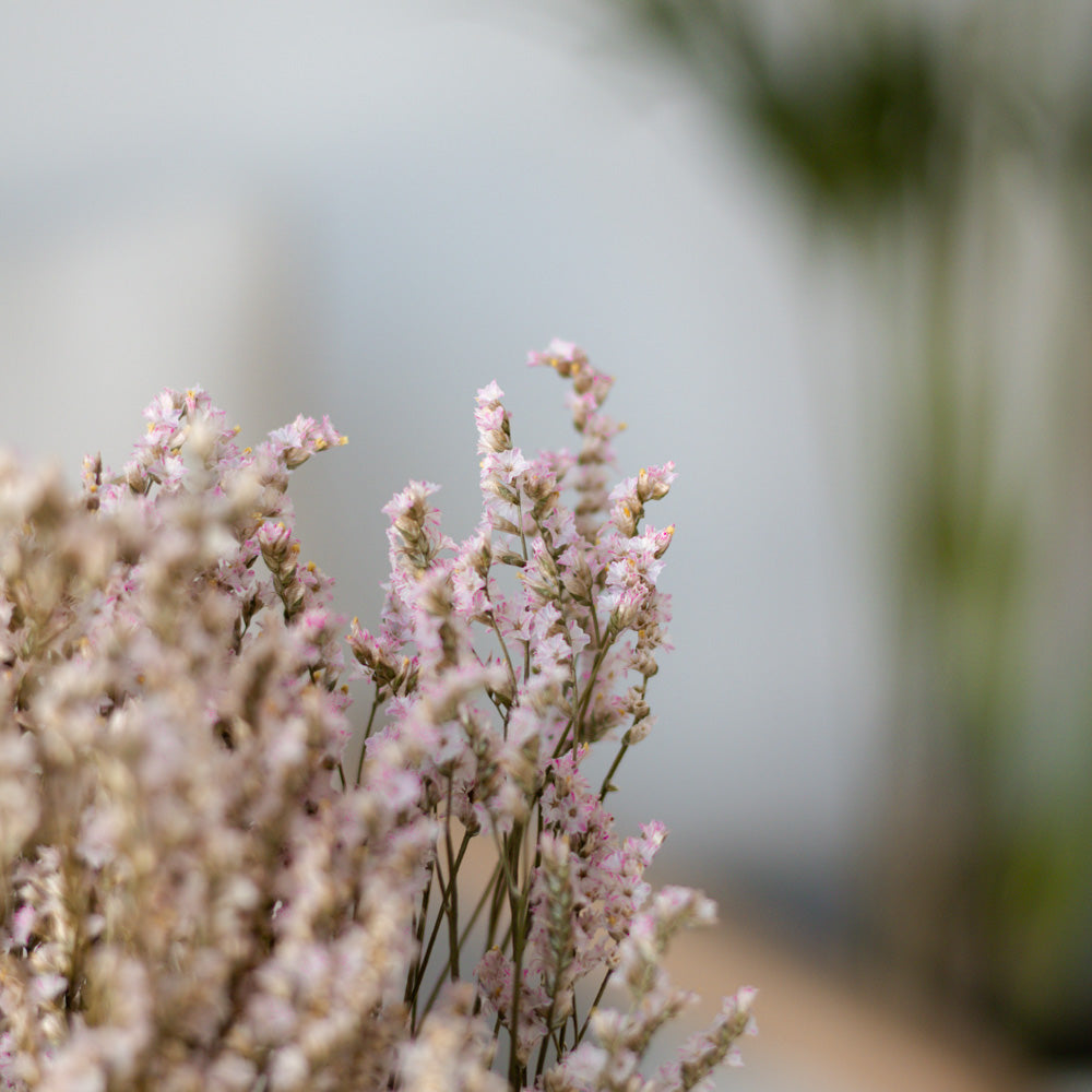 Getrockneter Limonium Diamond in rose 50g, 60cm - Trockenblumen -> Sorten von mahina