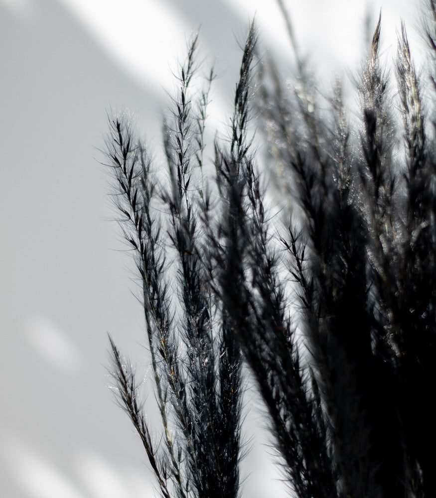 Getrockneter Miscanthus in schwarz, Bund 10 Stiele / Stück 1 Stiel - Trockenblumen -> Sorten von mahina