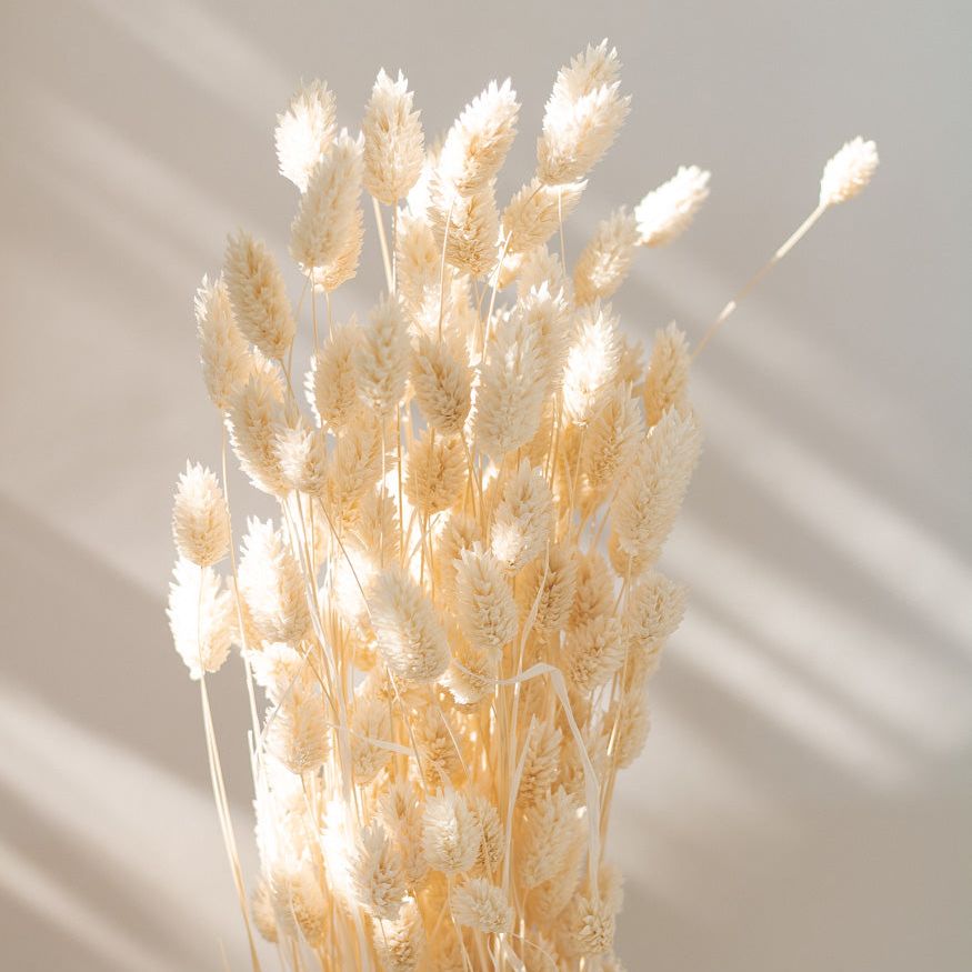 Getrockneter Phalaris bleached, Bund 100g - Trockenblumen -> Sorten von mahina