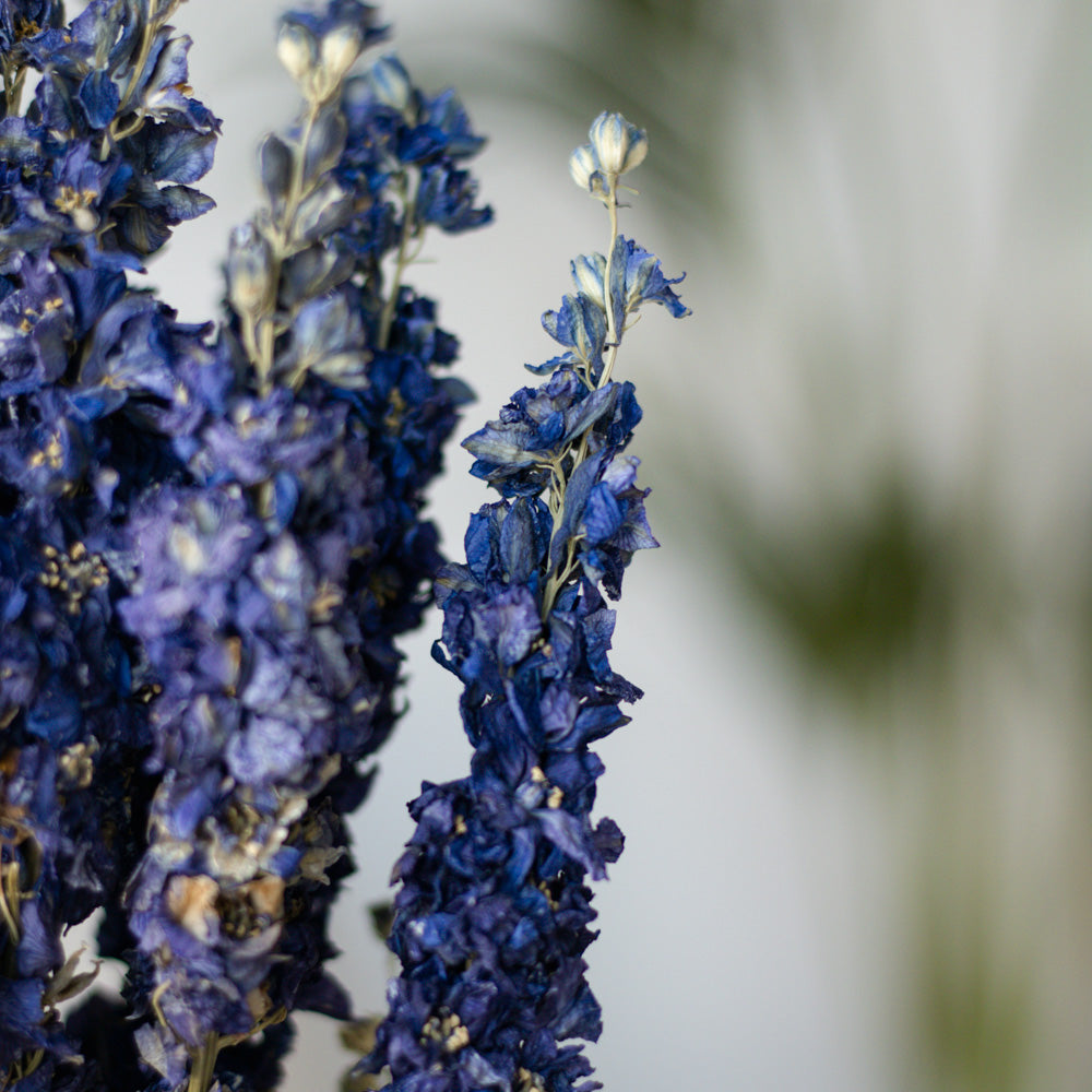 Getrockneter Rittersporn Delphinium in blau, Bund 60cm - Trockenblumen -> Sorten von mahina