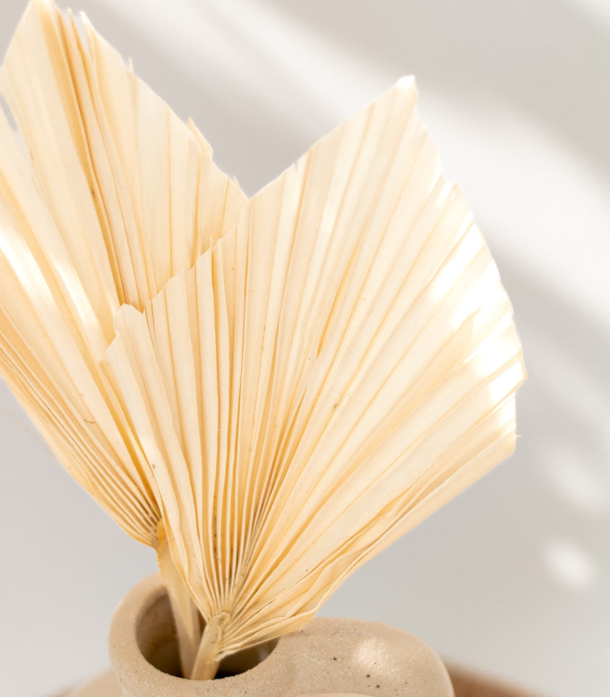 Getrocknetes Palmblatt gebleicht, Bund 10 Stiele - Trockenblumen -> Sorten von mahina