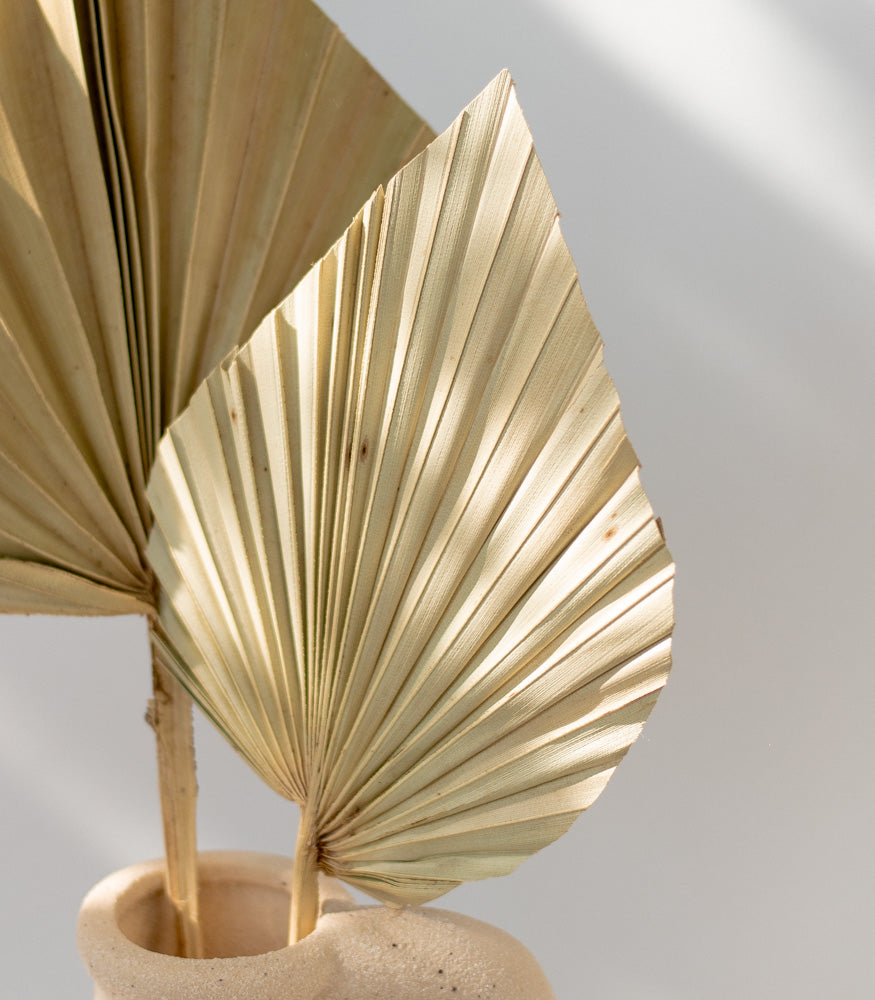 Getrocknetes Palmblatt in natur, Bund 10 Stiele - Trockenblumen -> Sorten von mahina