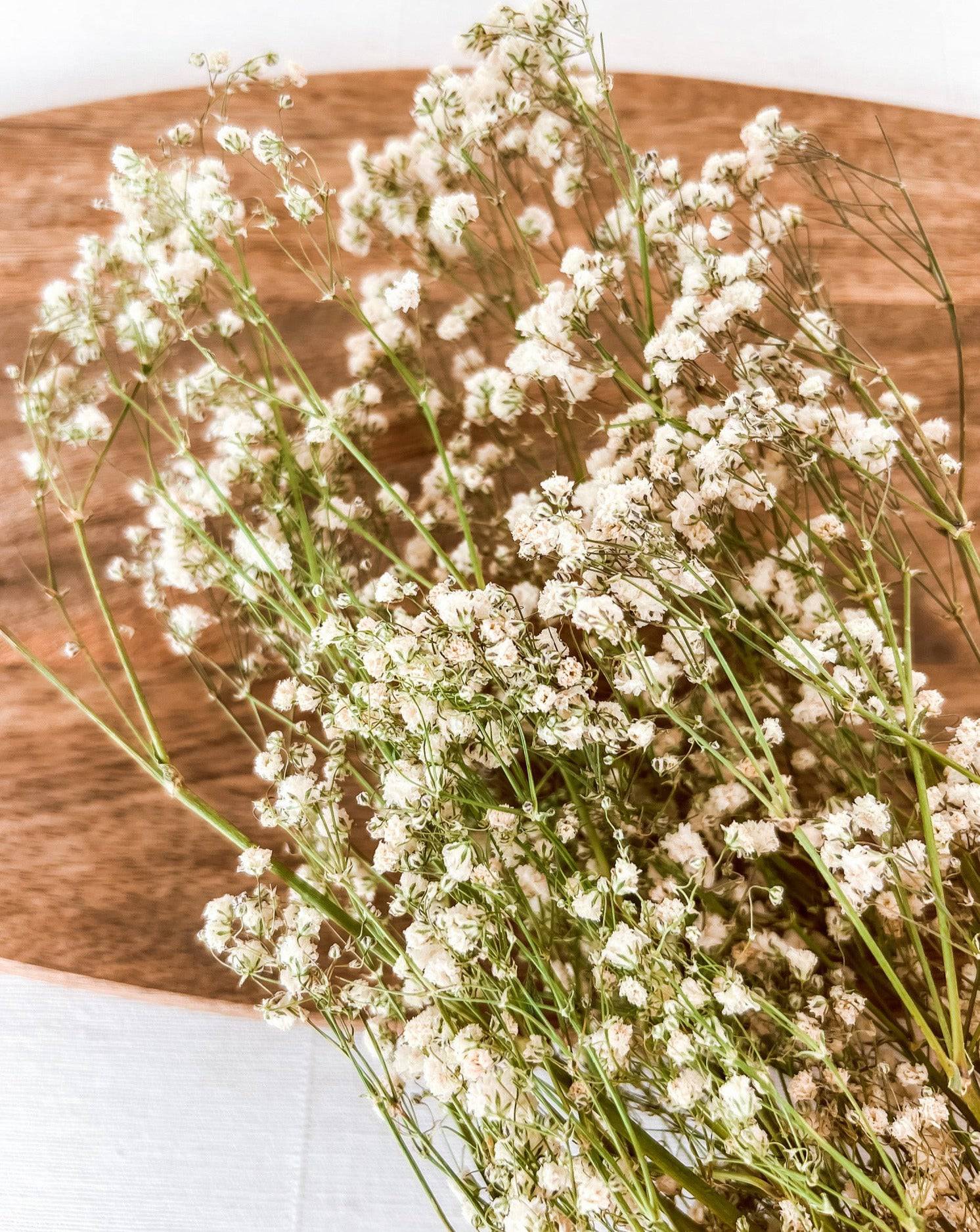 Getrocknetes Schleierkraut, Bund 70cm - Trockenblumen -> Sorten von mahina