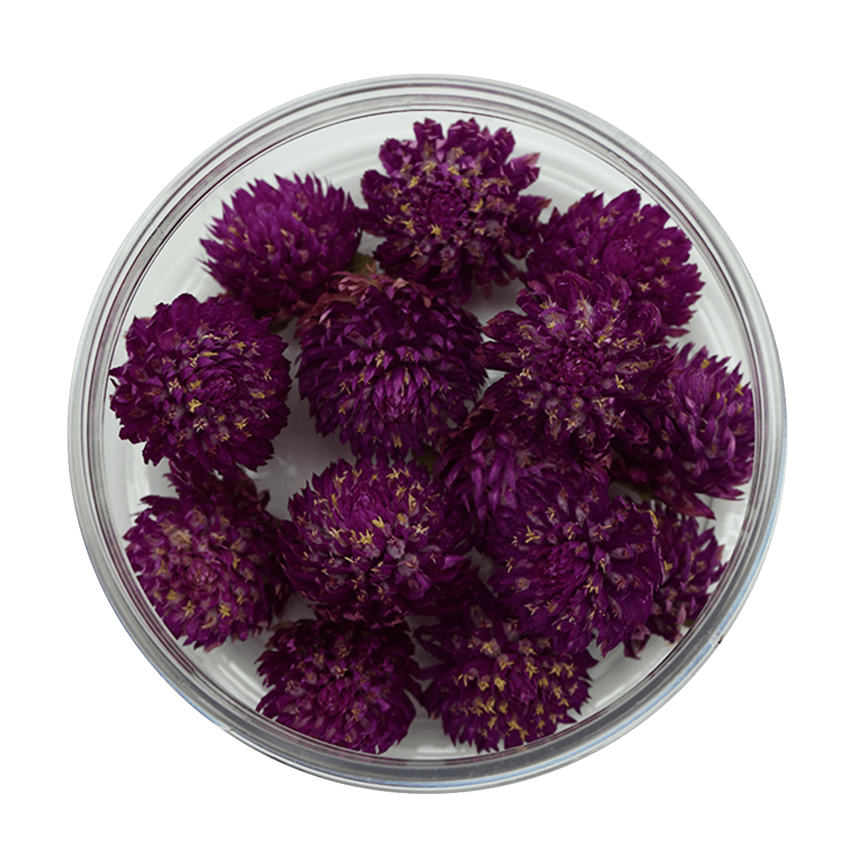 Rosie Rose "Kugelamarant" 15 Stück - SALE - Essblüten von mahina