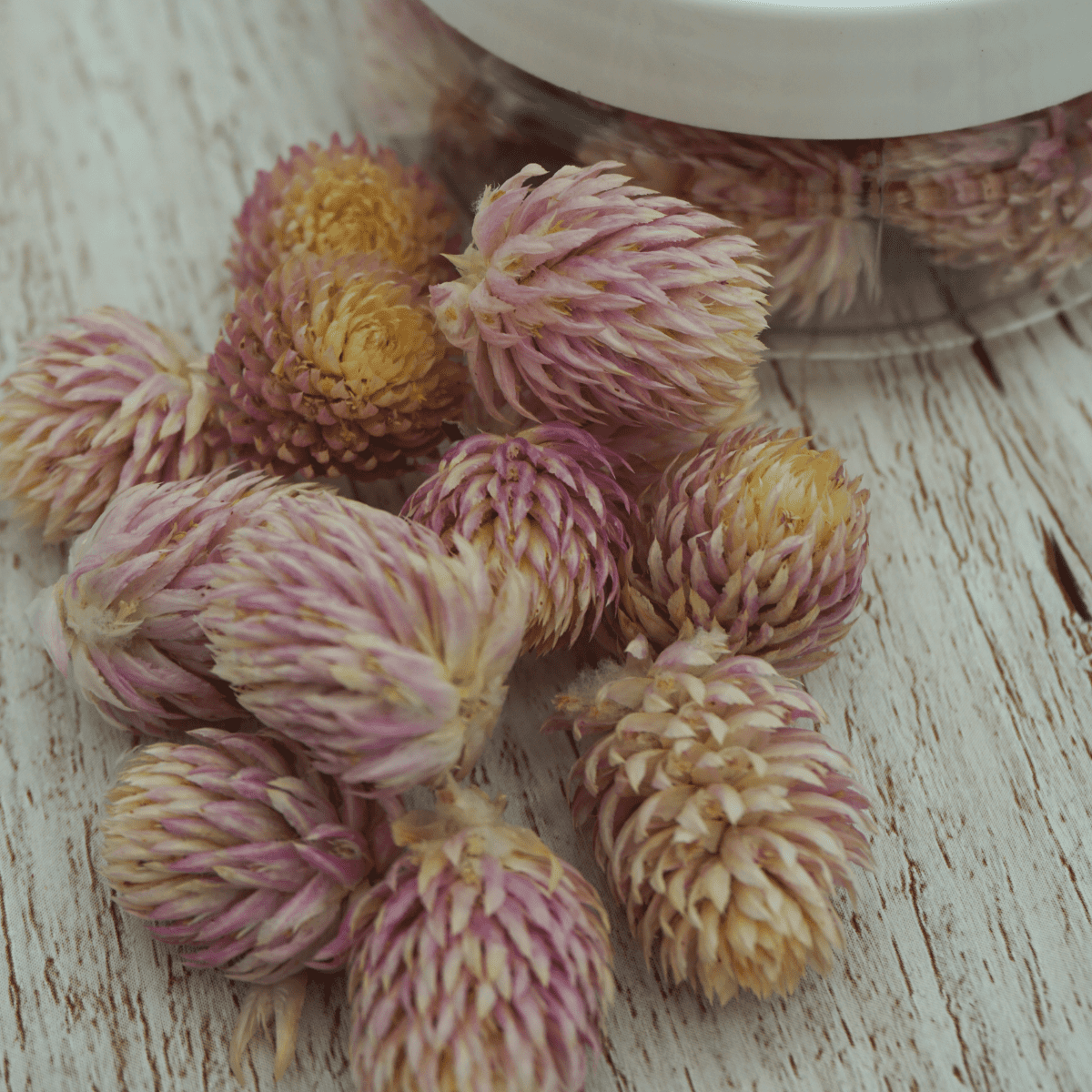 Rosie Rose "Kugelamarant" 15 Stück - SALE - Essblüten von mahina