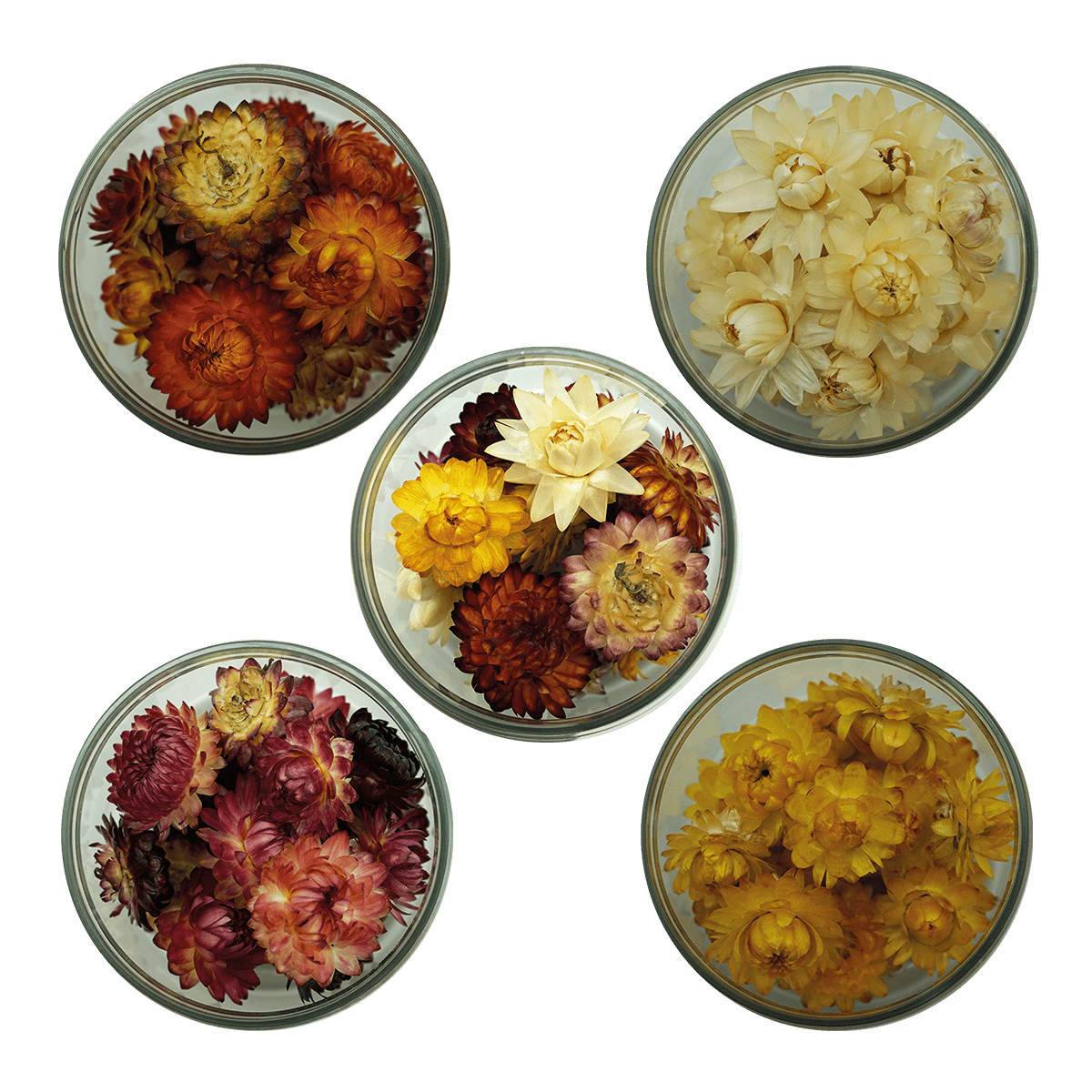 Rosie Rose "Strohblumen" 15 Stück - SALE - Essblüten von mahina