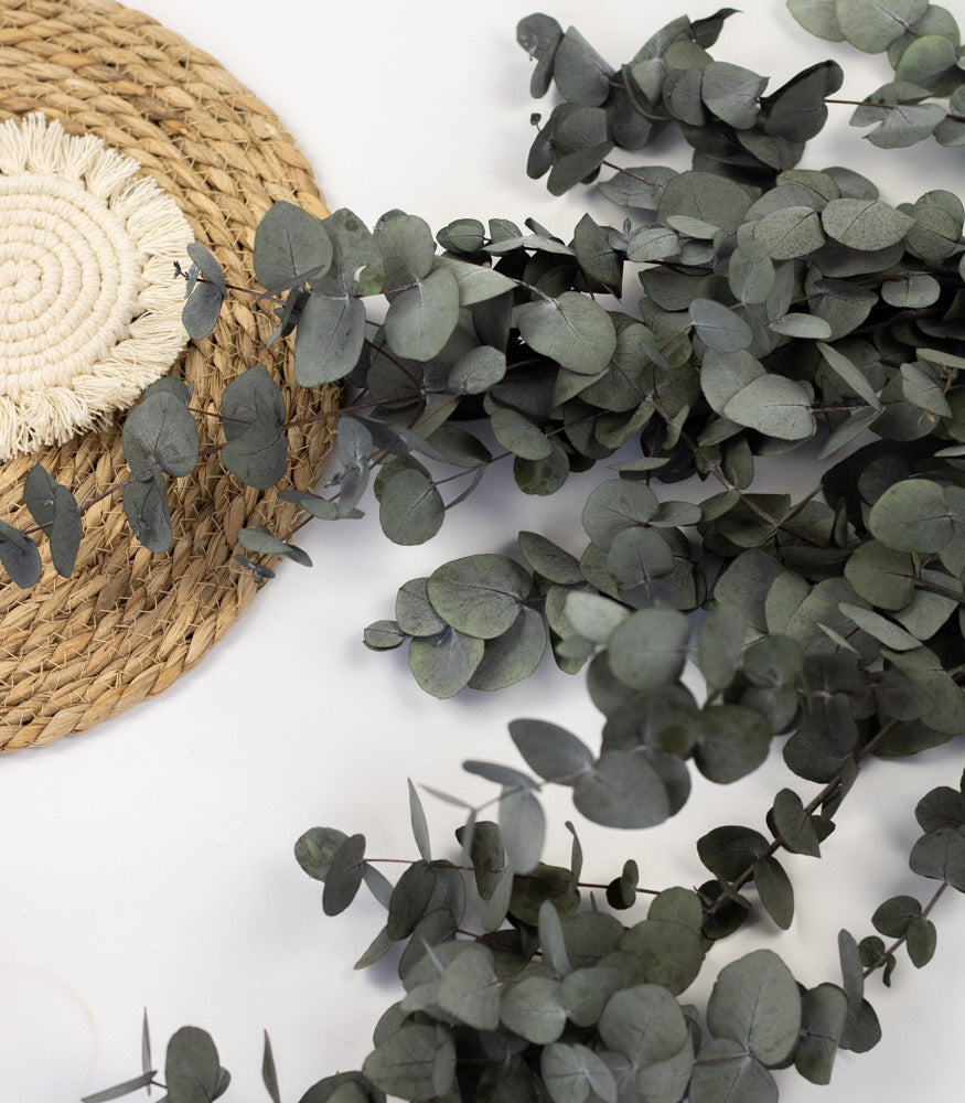 Getrockneter Eukalyptus "Cinerea", Bund 150g - mahina