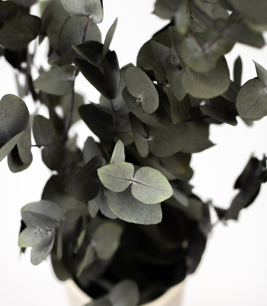 Getrockneter Eukalyptus "Cinerea", Bund 150g - mahina