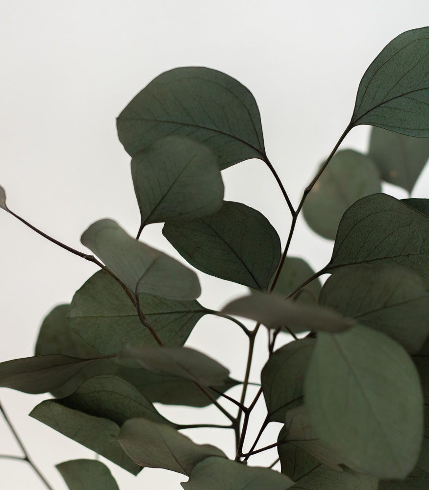 Getrockneter Eukalyptus "Populus", Bund 150g - mahina