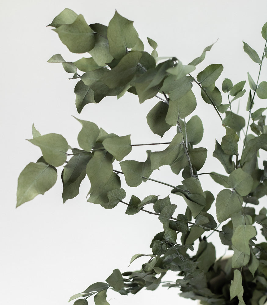 Getrockneter Eukalyptus "Stuartiana", Bund 150g - mahina