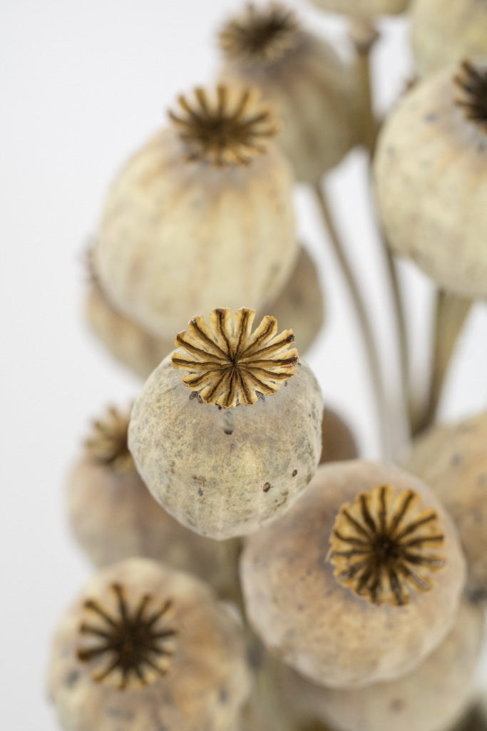 Getrocknete Mohnkapseln, Bund 20-30 Stiele - Trockenblumen -> Sorten von mahina