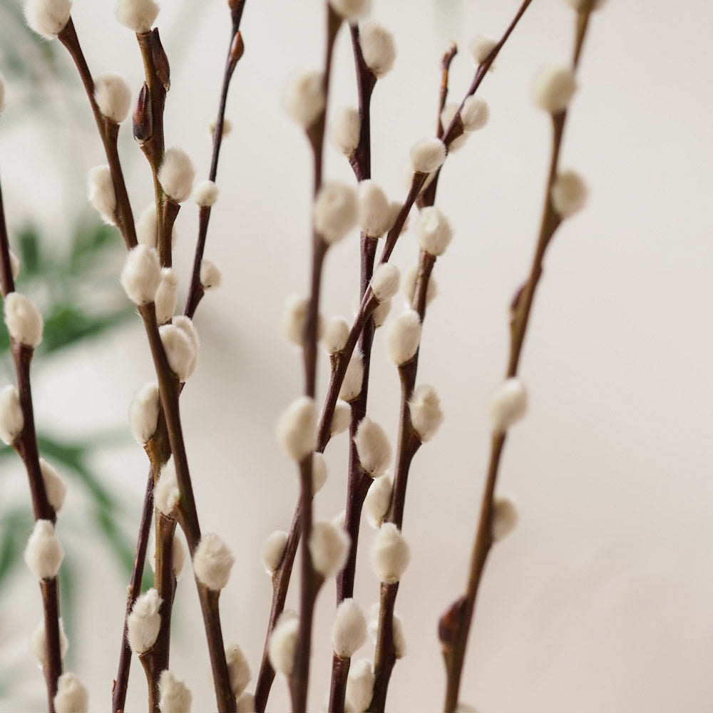 Weidenkätzchen/Salix Bund, 60cm in natur - Trockenblumen -> Sorten von mahina