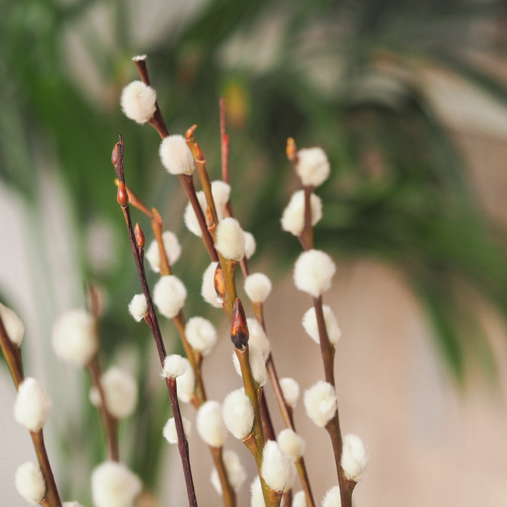 Weidenkätzchen/Salix Bund, 60cm in natur - Trockenblumen -> Sorten von mahina