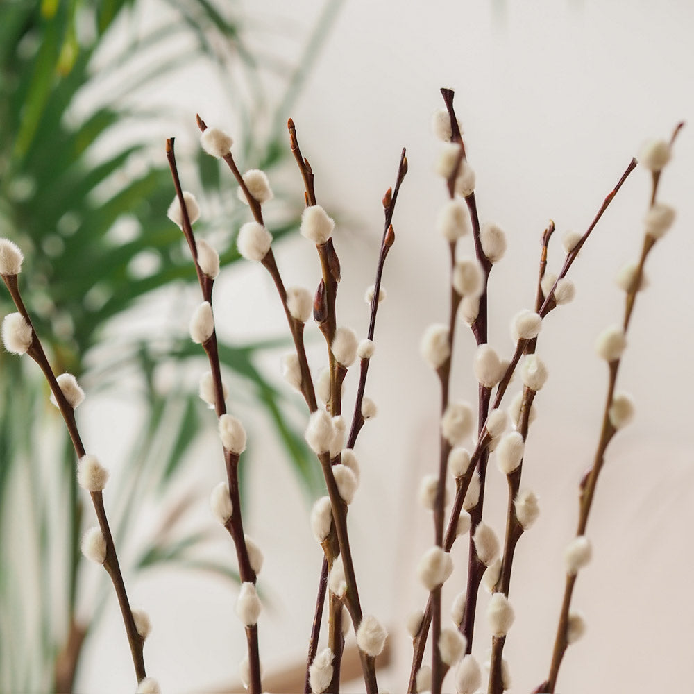 Weidenkätzchen/Salix Bund, 60cm in natur - Trockenblumen -> Sorten von mahina