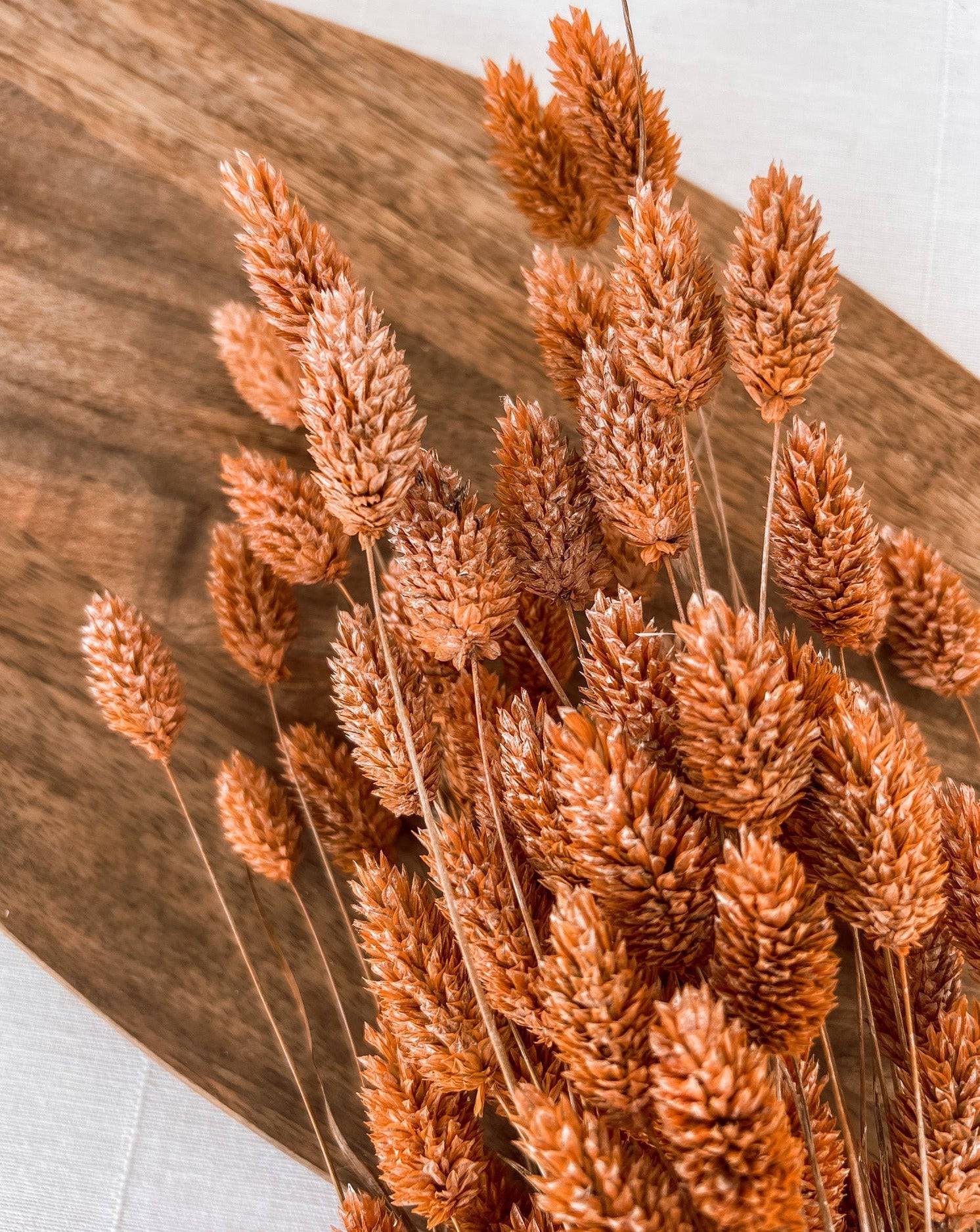 Getrockneter Phalaris in orange, Bund 200g / 10 Stück 5-10g - mahina