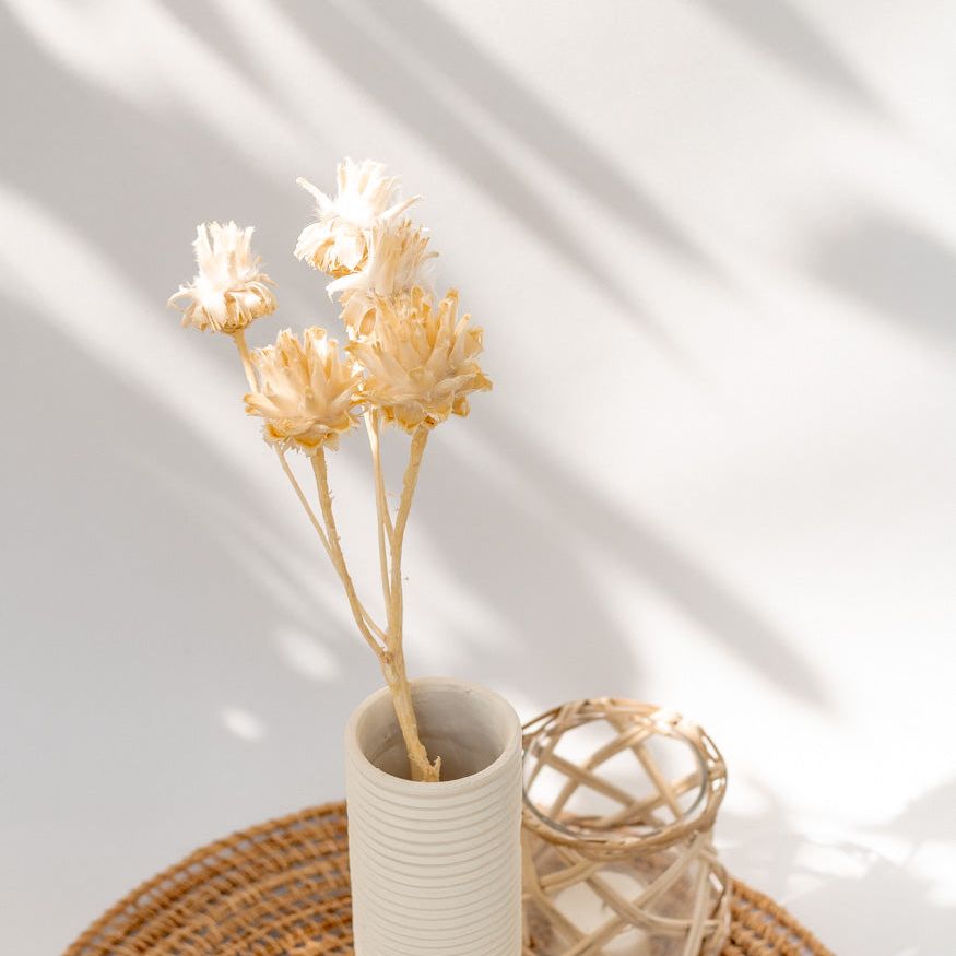 Getrocknete Plumosum in creme, 2 Zweige mit 5 Köpfen - Trockenblumen -> Sorten von mahina