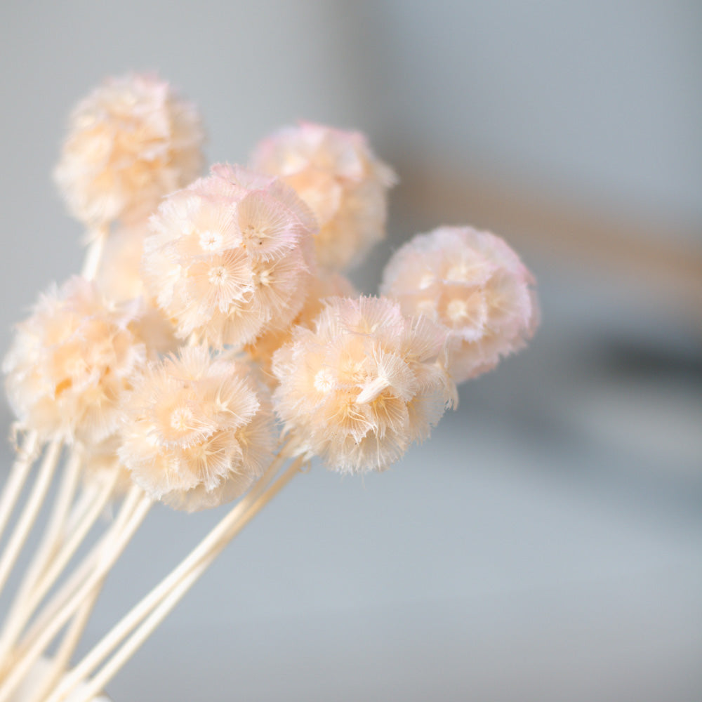 Getrocknete Scabiosa 10 Stk. 35cm, light pink - Trockenblumen -> Sorten von mahina
