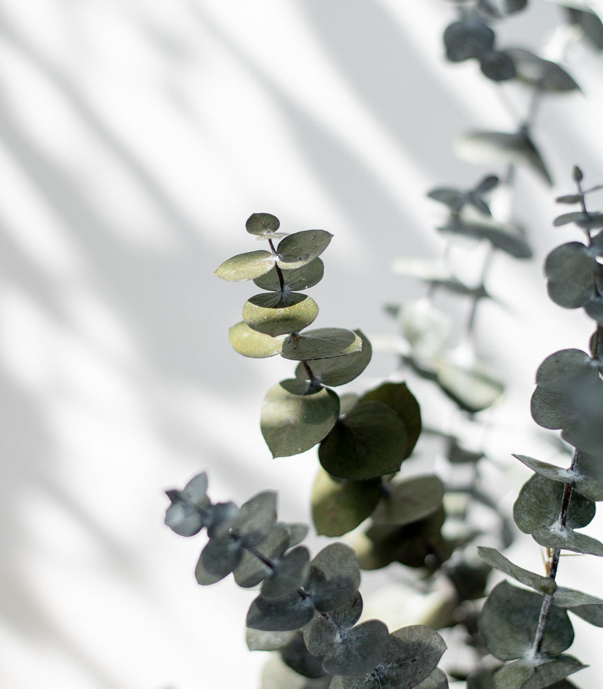 Getrockneter Eukalyptus "Baby Blue", Bund 150g - Trockenblumen -> Sorten von mahina