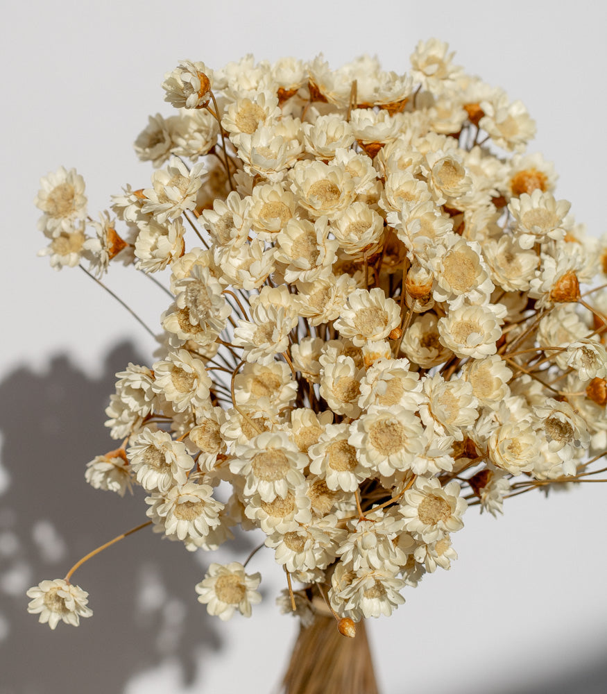 Getrockneter Glixia in natur, Bund 80g - Trockenblumen -> Sorten von mahina
