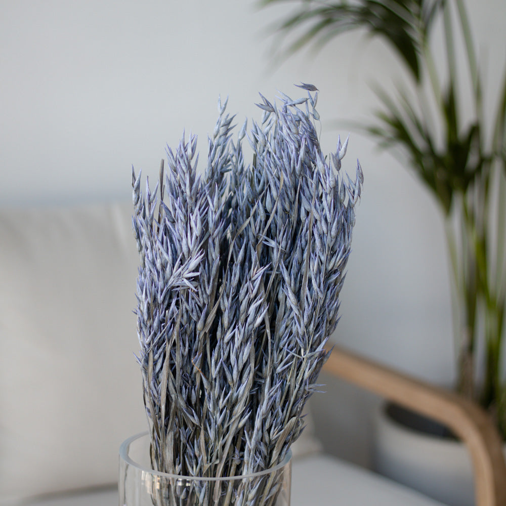 Getrockneter Hafer in blau 200g, 60cm - Trockenblumen -> Sorten von mahina