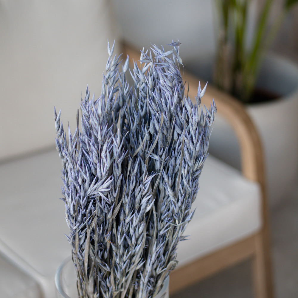 Getrockneter Hafer in blau 200g, 60cm - Trockenblumen -> Sorten von mahina