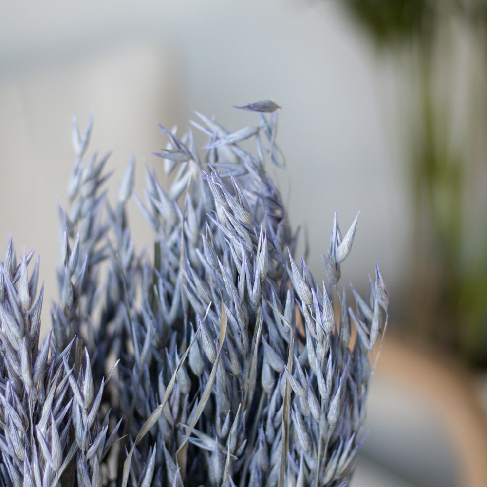 Getrockneter Hafer in blau 200g, 60cm - Trockenblumen -> Sorten von mahina