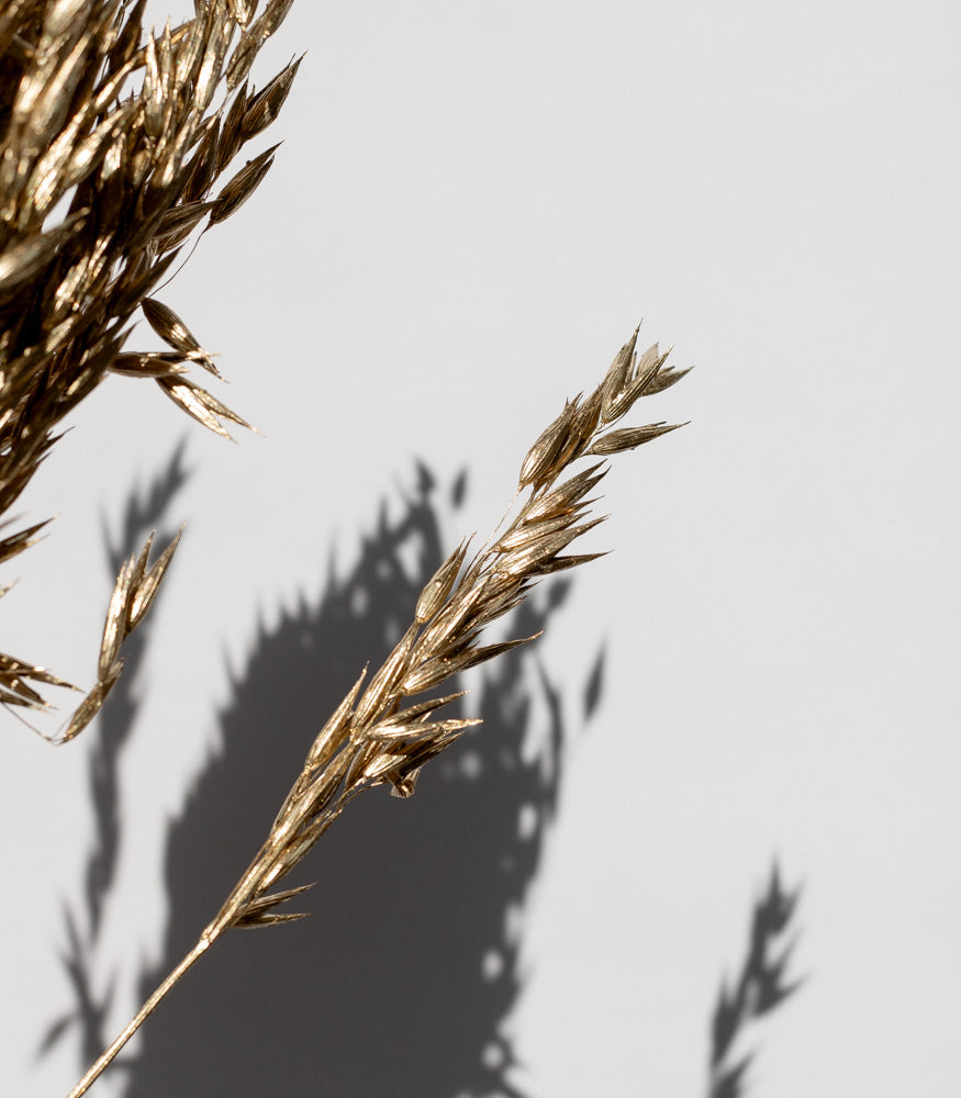 Getrockneter Hafer in gold, Bund 60cm - SALE - Trockenblumen -> Sorten von mahina