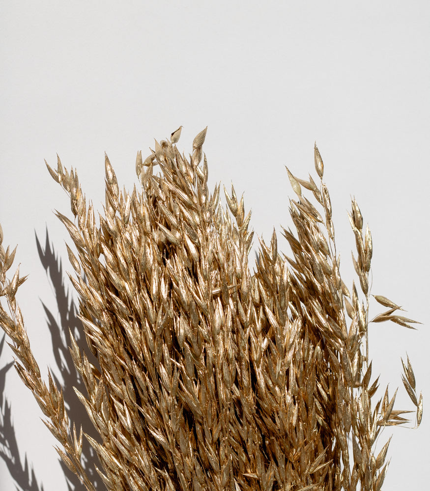 Getrockneter Hafer in gold, Bund 60cm - SALE - Trockenblumen -> Sorten von mahina