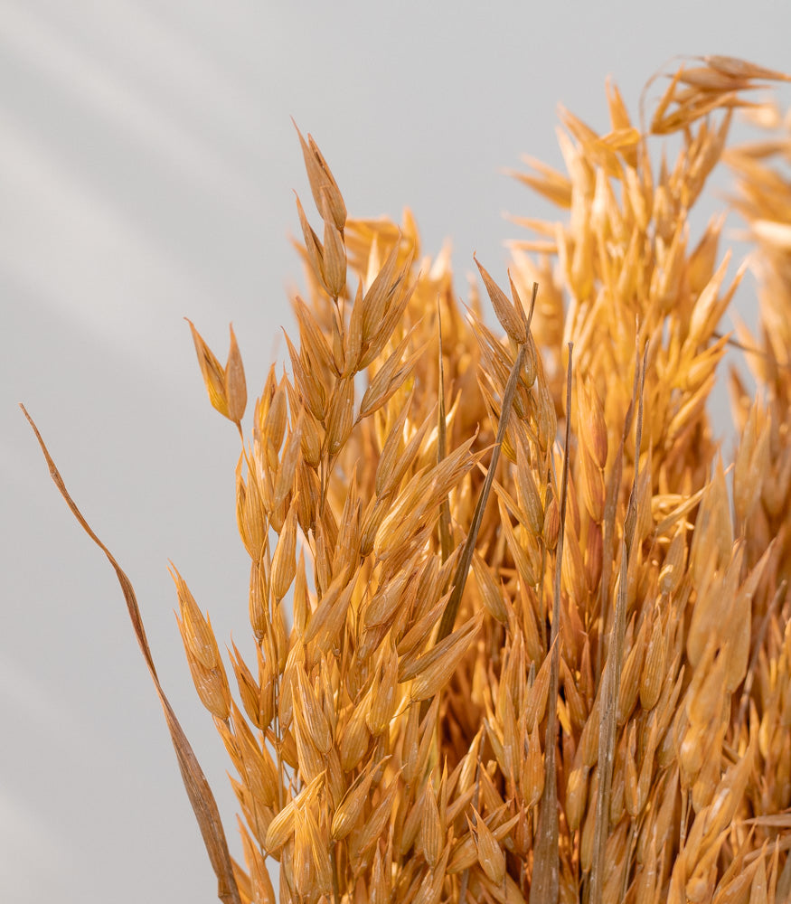 Getrockneter Hafer in orange, Bund 60cm - Trockenblumen -> Sorten von mahina