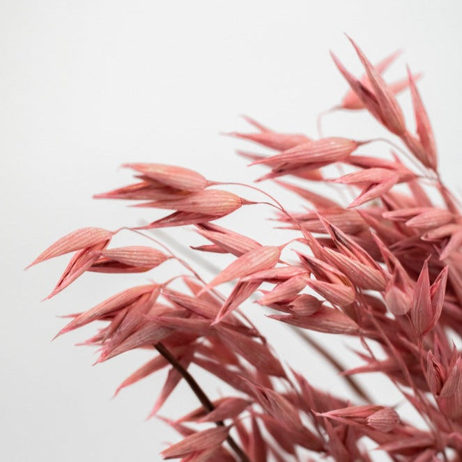Getrockneter Hafer in pink, Bund 60cm - Trockenblumen -> Sorten von mahina