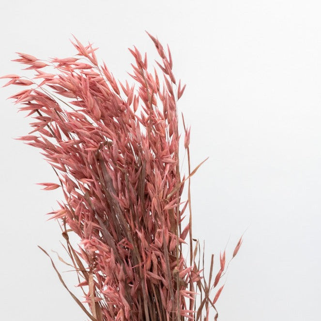 Getrockneter Hafer in pink, Bund 60cm - Trockenblumen -> Sorten von mahina