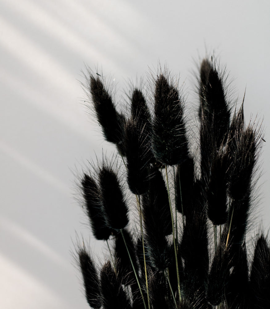 Getrockneter Lagurus in schwarz, Bund 100g - Trockenblumen -> Sorten von mahina